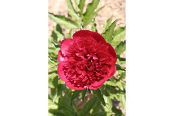 RED GRACE